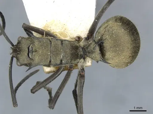 Polyrhachis illaudata specimen CASENT0910922 image casent0910922_1