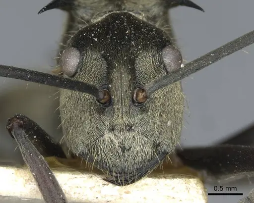 Polyrhachis illaudata specimen CASENT0910922 image casent0910922_2