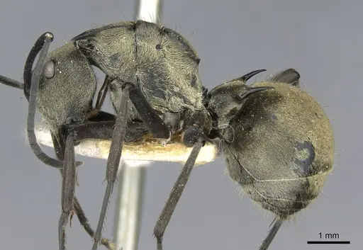 Polyrhachis illaudata specimen CASENT0910922 image casent0910922_3