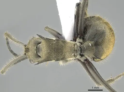 Polyrhachis illaudata specimen CASENT0919884 image casent0919884_1