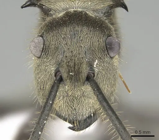 Polyrhachis illaudata specimen CASENT0919884 image casent0919884_2