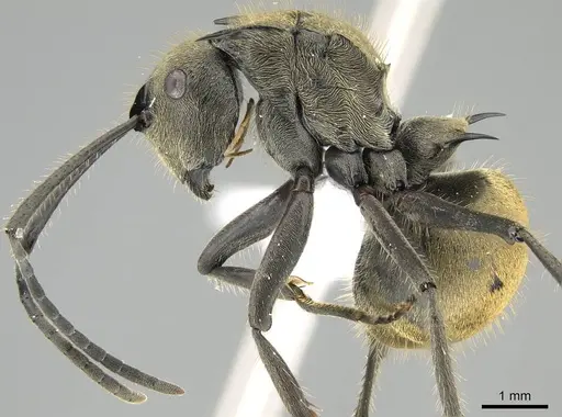 Polyrhachis illaudata specimen CASENT0919884 image casent0919884_3