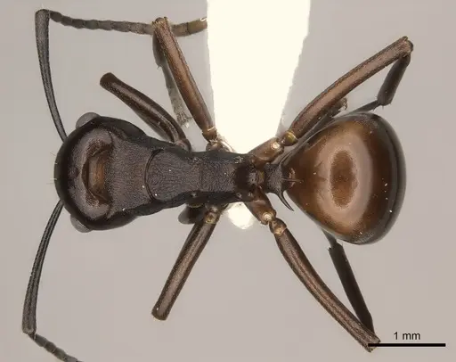 Polyrhachis imitator specimen CASENT0217432 image casent0217432_1