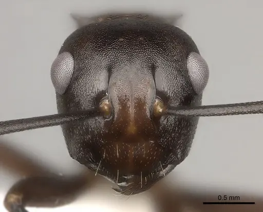 Polyrhachis imitator specimen CASENT0217432 image casent0217432_2