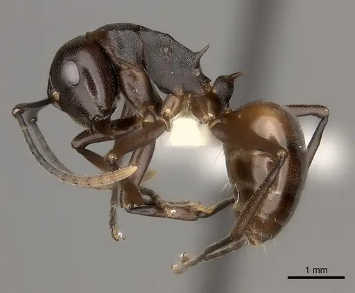 Polyrhachis imitator specimen CASENT0217432 image casent0217432_3