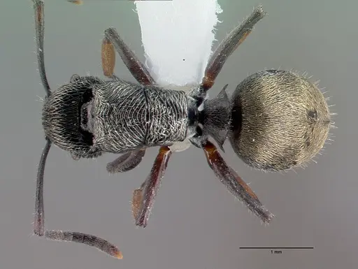 Polyrhachis impressa specimen CASENT0009240 image casent0009240_1