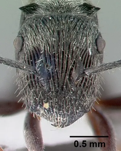 Polyrhachis impressa specimen CASENT0009240 image casent0009240_2