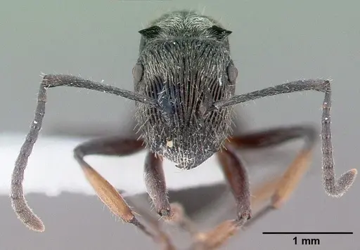 Polyrhachis impressa specimen CASENT0009240 image casent0009240_3