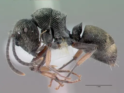 Polyrhachis impressa specimen CASENT0009240 image casent0009240_4