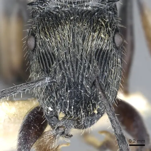 Polyrhachis impressa specimen CASENT0903318 image casent0903318_2