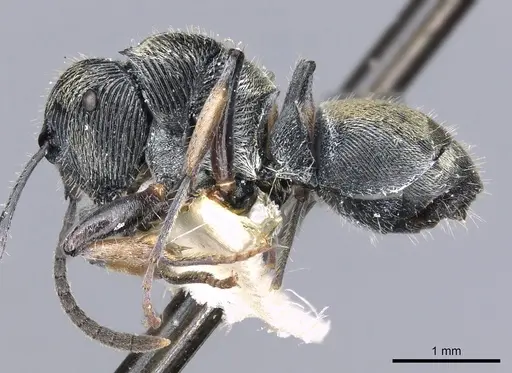 Polyrhachis impressa specimen CASENT0903318 image casent0903318_3