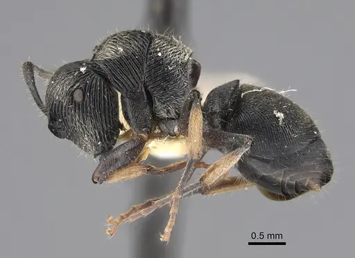 Polyrhachis impressa specimen CASENT0923496 image casent0923496_1