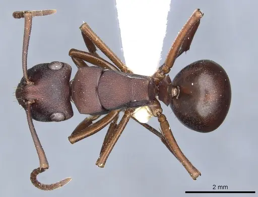 Polyrhachis incerta specimen CASENT0903303 image casent0903303_1