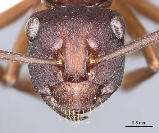 Polyrhachis incerta specimen CASENT0903303 image casent0903303_2