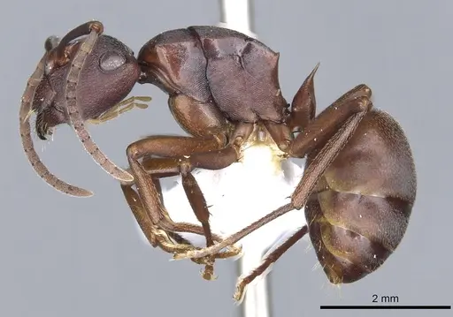 Polyrhachis incerta specimen CASENT0903303 image casent0903303_3