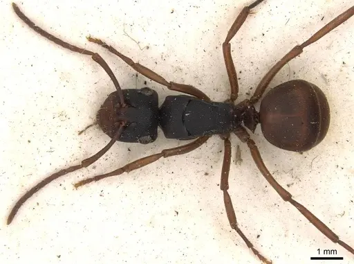 Polyrhachis incerta specimen CASENT0910776 image casent0910776_1