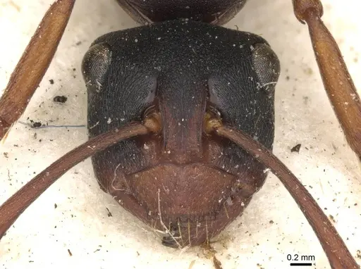 Polyrhachis incerta specimen CASENT0910776 image casent0910776_2
