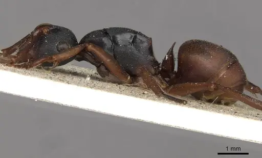 Polyrhachis incerta specimen CASENT0910776 image casent0910776_3