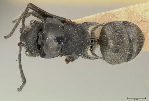 Polyrhachis inclusa specimen FOCOL0458 image focol0458_1