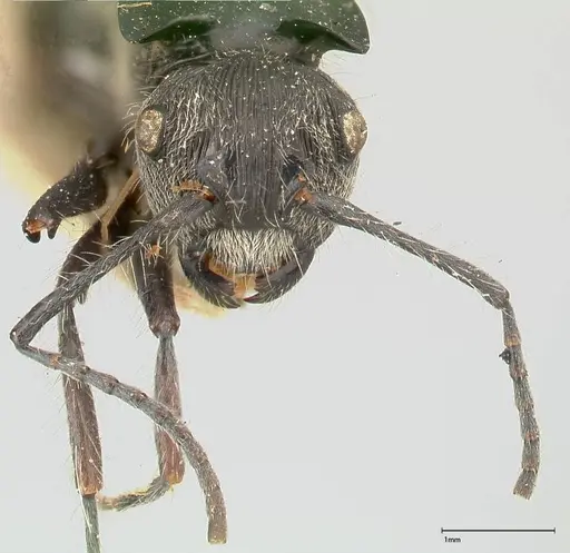 Polyrhachis inclusa specimen FOCOL0458 image focol0458_2