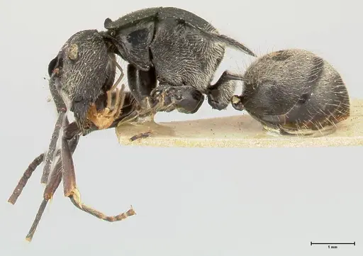 Polyrhachis inclusa specimen FOCOL0458 image focol0458_3