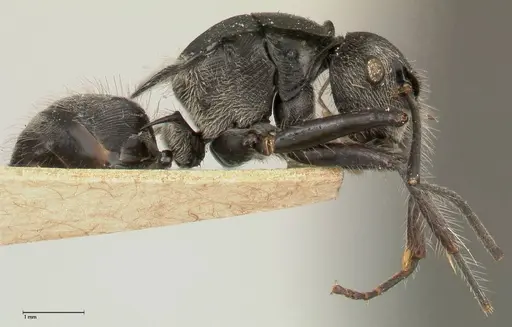 Polyrhachis inclusa specimen FOCOL0458 image focol0458_4