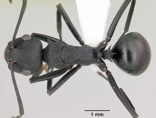 Polyrhachis incognita specimen CASENT0103188 image casent0103188_1
