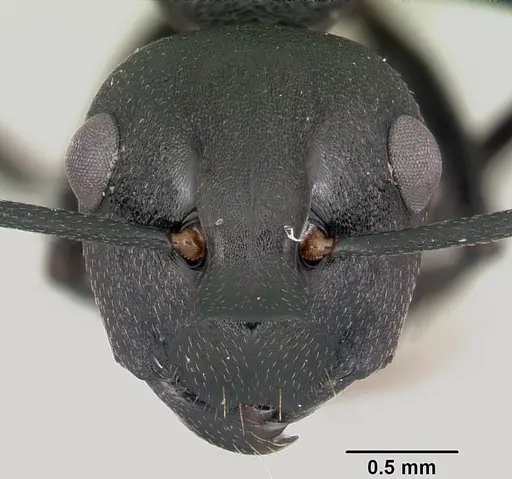 Polyrhachis incognita specimen CASENT0103188 image casent0103188_2