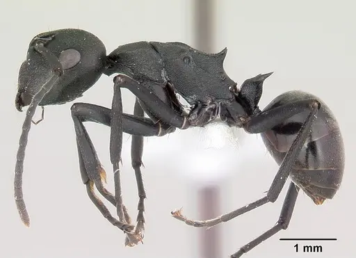 Polyrhachis incognita specimen CASENT0103188 image casent0103188_3