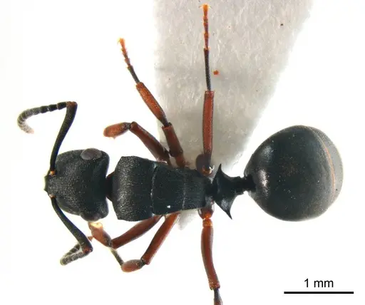 Polyrhachis inconspicua specimen ANTWEB1008706 image antweb1008706_1