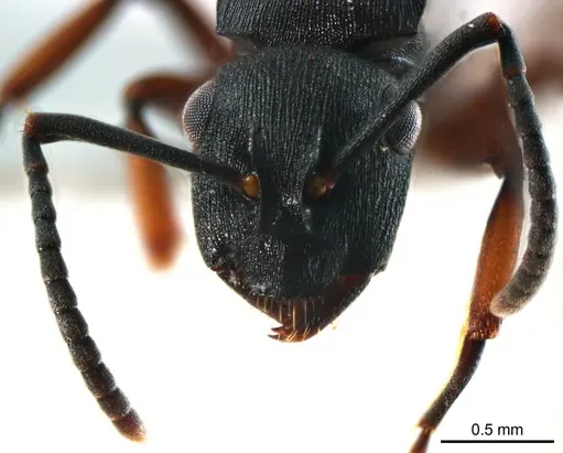 Polyrhachis inconspicua specimen ANTWEB1008706 image antweb1008706_2