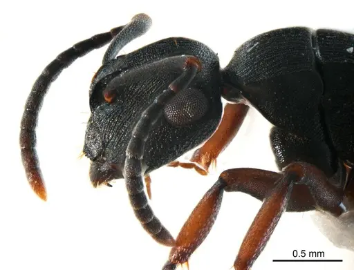 Polyrhachis inconspicua specimen ANTWEB1008706 image antweb1008706_3