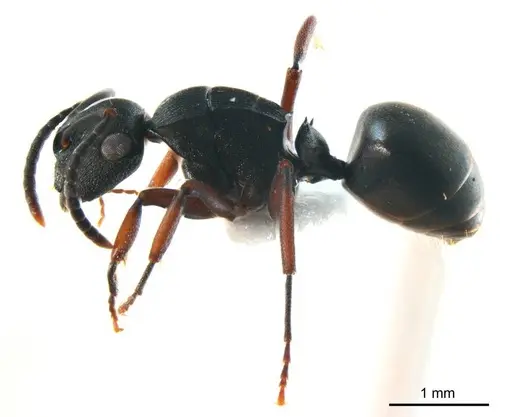 Polyrhachis inconspicua specimen ANTWEB1008706 image antweb1008706_4