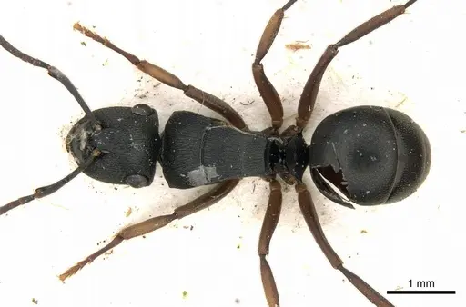 Polyrhachis inconspicua specimen CASENT0249663 image casent0249663_1