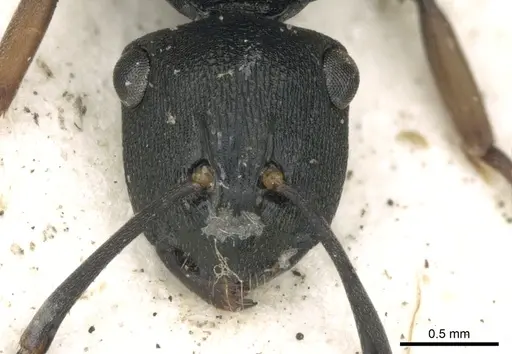 Polyrhachis inconspicua specimen CASENT0249663 image casent0249663_2