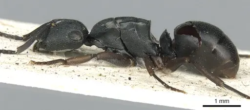 Polyrhachis inconspicua specimen CASENT0249663 image casent0249663_3
