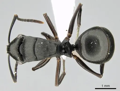 Polyrhachis inconspicua specimen CASENT0740782 image casent0740782_1