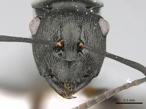 Polyrhachis inconspicua specimen CASENT0740782 image casent0740782_2