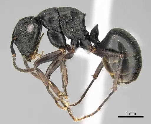 Polyrhachis inconspicua specimen CASENT0740782 image casent0740782_3
