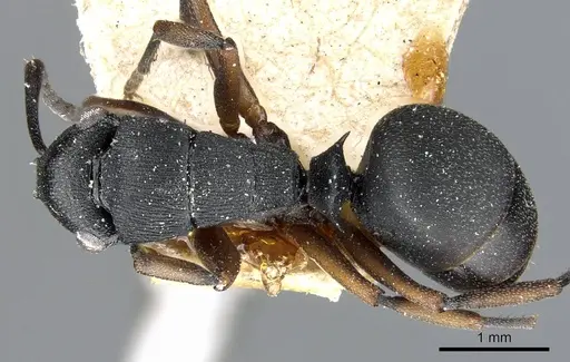 Polyrhachis inconspicua specimen CASENT0905559 image casent0905559_1