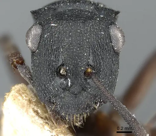 Polyrhachis inconspicua specimen CASENT0905559 image casent0905559_2