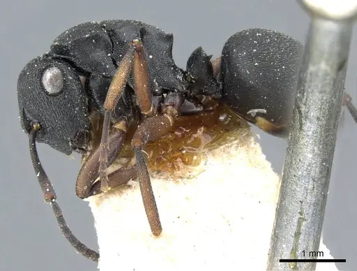 Polyrhachis inconspicua specimen CASENT0905559 image casent0905559_3