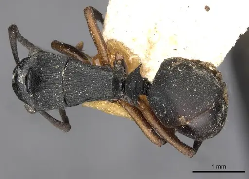 Polyrhachis inconspicua specimen CASENT0910781 image casent0910781_1