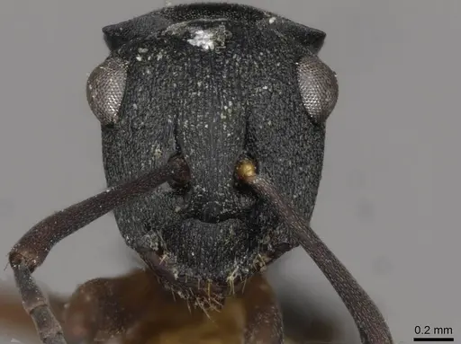 Polyrhachis inconspicua specimen CASENT0910781 image casent0910781_2