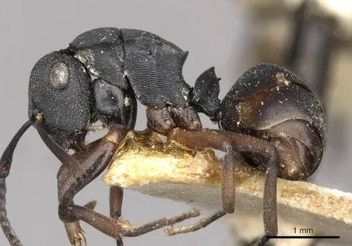 Polyrhachis inconspicua specimen CASENT0910781 image casent0910781_3