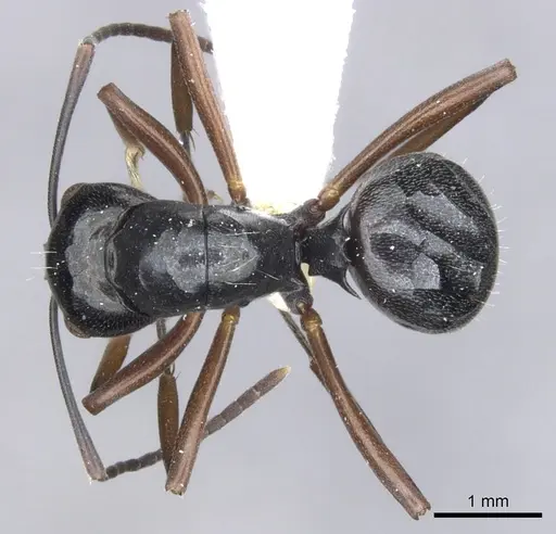 Polyrhachis inducta specimen CASENT0903397 image casent0903397_1
