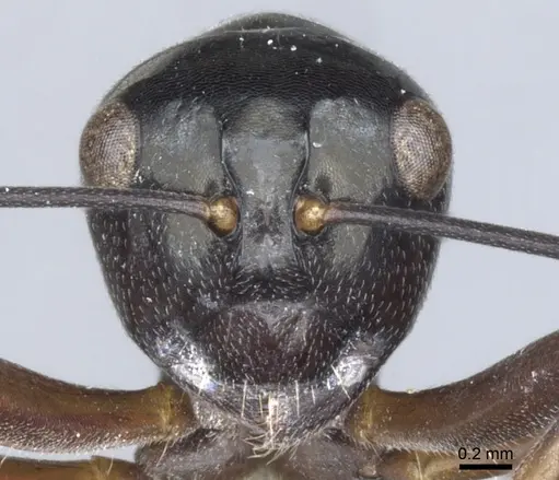 Polyrhachis inducta specimen CASENT0903397 image casent0903397_2
