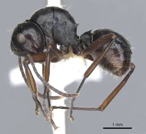 Polyrhachis inducta specimen CASENT0903397 image casent0903397_3