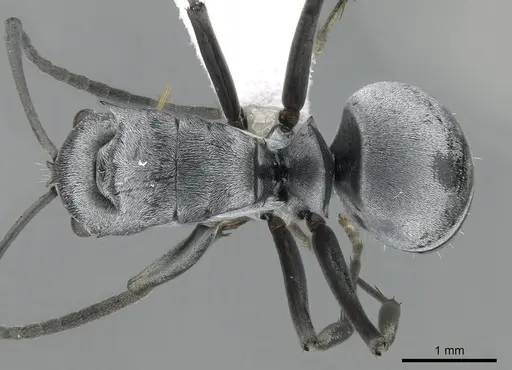 Polyrhachis inermis specimen CASENT0281391 image casent0281391_1