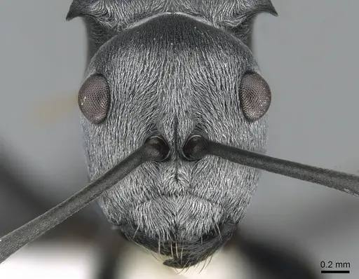 Polyrhachis inermis specimen CASENT0281391 image casent0281391_2